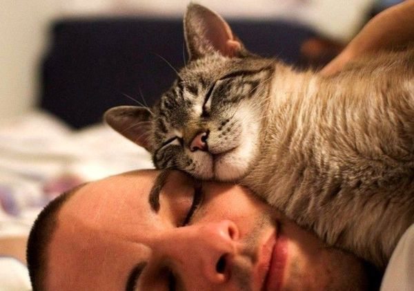 Kāpēc patiesībā kaķi guļās uz sāpīgajām vietām