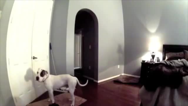 Saimniece nolēma atstāt suni vienu pašu mājās, bet apskatot video kameras filmiņu viņa bij sajūsmā!