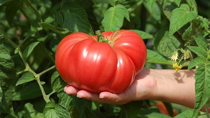 Lai tomāti augtu spēcīgi un augļi būtu lieli, tad izlasi šos padomus – tagad mani apskauž visas kaimiņienes!