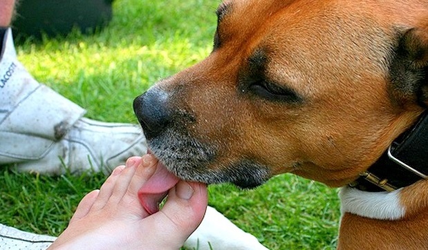 Ja suns tev laiza seju vai rokas, tad lūk, ko viņš cenšās tev pateikt…