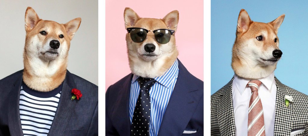 Suns, kurš par apģērbu reklamēšanu pelna vairāk par vīriešiem-modeļiem! Jā, tu izlasīji pareizi!