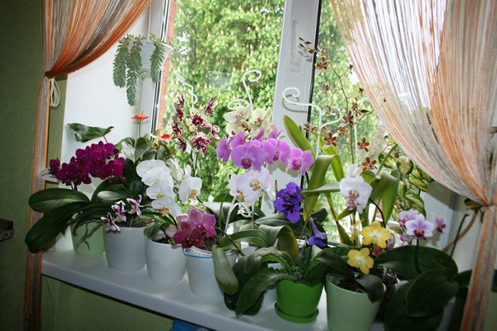Orhidejas atdzīvināšana mājas apstākļos ar aktivētās ogles palīdzību