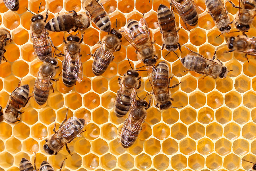Šī iemesla dēļ drīz piemērojamais insekticīdu aizliegums Eiropā ir lieliski jaunumi bitēm