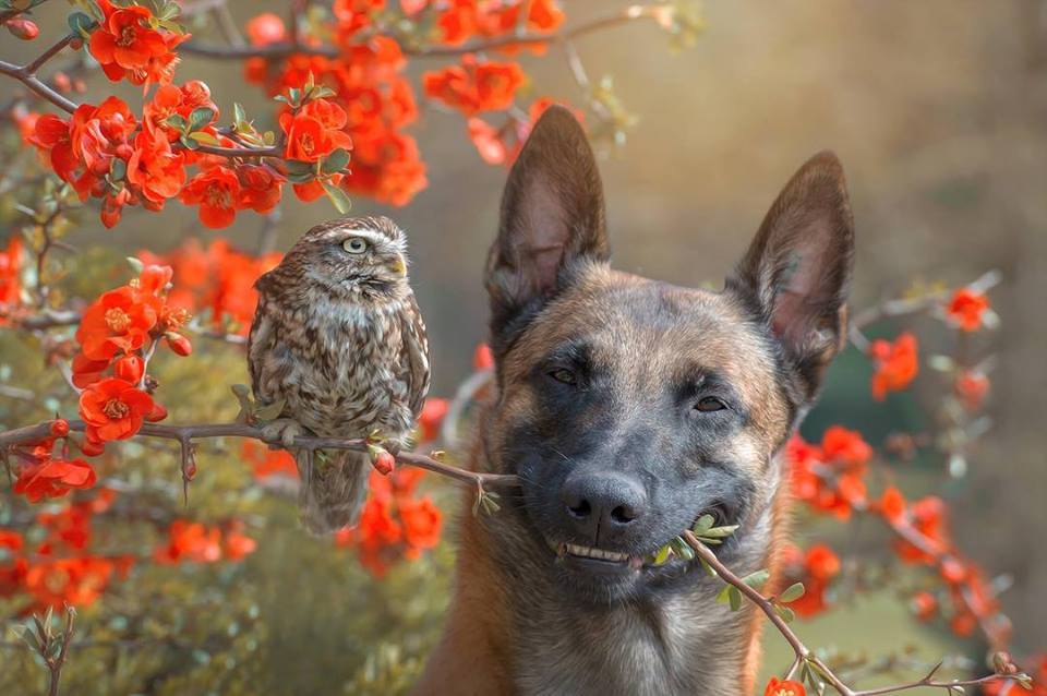 Neticamā draudzība starp suni un pūci, ko attēlos iemūžinājusi profesionāla dzīvnieku fotogrāfe