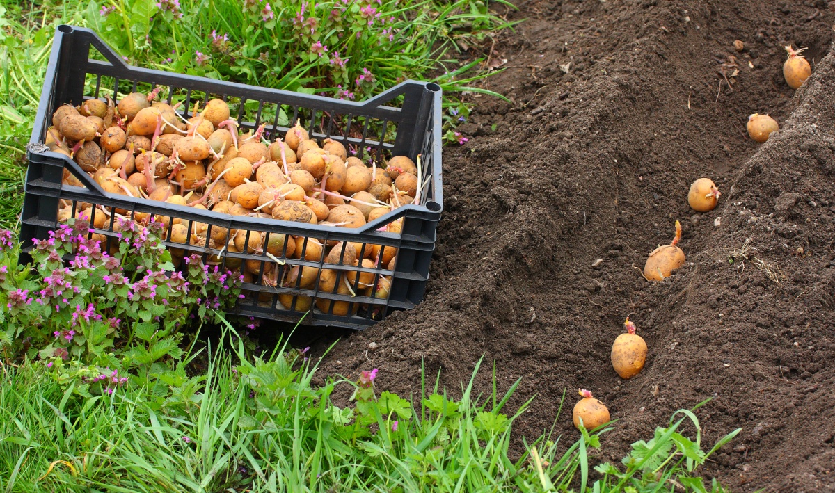 Kā savākt pustonnu kartupeļus no simts kvadrātmetru lielā zemes gabala