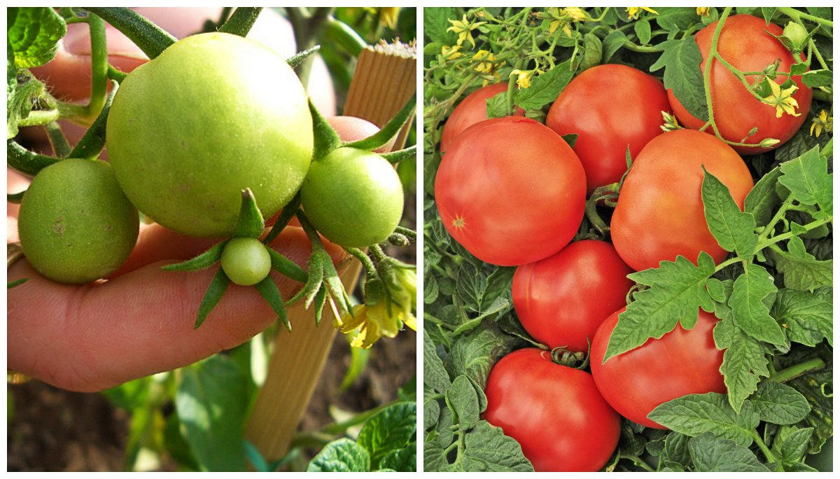 Šeit pieejami 6 labākie mēslojumi dārza tomātiem – nožēlosiet, ja nepamēģināsiet!