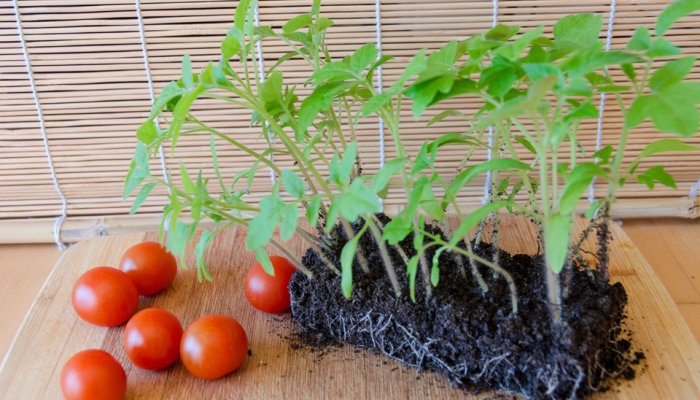 Vēlaties iegūt spēcīgus un veselīgus tomātu stādus?