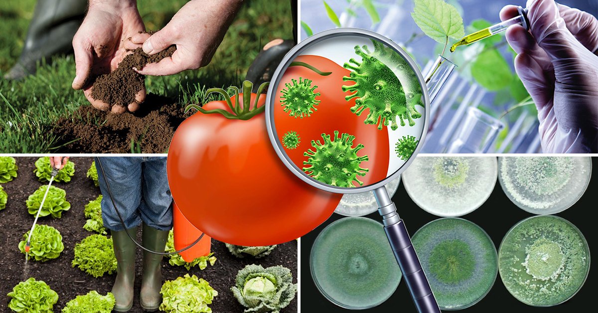 Aizsargāt augus no slimībām un kaitēkļiem bez “ķīmijas” – ir iespējams!