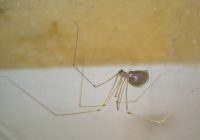 Entomologs skaidro, kāpēc nedrīkst nogalināt mājas zirnekļus