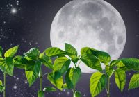 Mēness kalendārs 2019: kad stādīt dārzu, lai raža būtu liela