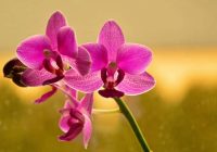 Pāris pilieni piena liks jūsu orhidejai krāšņi ziedēt visu gadu