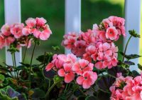 Ar ko barot pelargonijas, lai tās priecētu ar skaistiem ziediem ne tikai vasarā, bet visu gadu