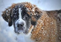 Tikai īsts IQ titāns spēj ieraudzīt suni sniegā 10 sekunžu laikā: elpu aizraujoša optiskā ilūzija