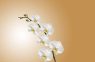 Kāpēc attapīgas saimnieces laista orhidejas ar pienu: tas jāzina ikvienam