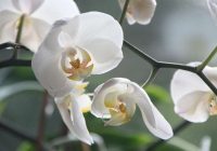 Ziedēšanu nesagaidīsiet: nepieļaujiet šīs 5 orhideju audzēšanas kļūdas