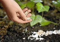 5 padomi, kā pagatavot mēslojumu augiem no olu čaumalām. Nekad vēl nebūsiet redzējuši tik spēcīgus un ziedošus augus