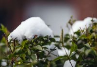 Vai mēslojumu var lietot sniegā un kad to darīt: padomi dārzkopjiem