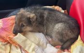 “Mēs atradām viņus Nekurienē!”: meža vidū cilvēki nejauši atrod mazus kucēnus. Kur palikusi cilvēcība? “Mēs atradām viņus Nekurienē!”: meža vidū cilvēki nejauši atrod mazus kucēnus. Kur palikusi cilvēcība?