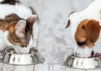 Gaļa kaķu un suņu uzturā: eksperts nosauca priekšrocības un trūkumus