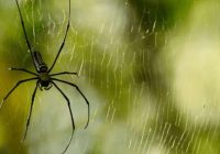 Kā atbrīvoties no zirnekļiem mājās: vienkārši veidi, kā zaudēt “neaicinātos viesus”