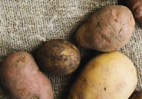 Rupja kļūda, ko pieļauj gandrīz katrs no mums: ar kādiem dārzeņiem kopā nedrīkst uzglabāt kartupeļus?