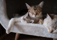 Vai tu zini, kāpēc kaķi tik daudz guļ? 5 iemesli, kāpēc viņi tā dara!