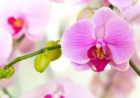 Sajauciet ūdeni orhideju laistīšanai ar sodu: pat nīkuļojoš augs kļūs zaļš un dzīvīgs