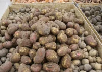 Divi spaiņi lielu kartupeļu tika no viena krūma: 3 noslēpumi, kā maksimāli palielināt ražu