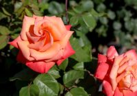 Viss, kas jāzina, lai panāktu bagātīgu rožu ziedēšanu: aprociet monētas rožu dārzā