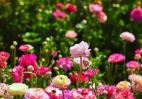 Augi pret kaitēkļiem: Top-5 ziedi, kas aizsargā dārzu