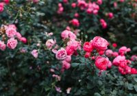 Noņemiet šo daļu no rožu krūmiem, lai priecātos par ziediem visu vasaru: 3 padomi no slavenās Opras Vinfrijas
