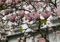 Kāpēc krāšņās magnolijas nedrīkst stādīt pie mājas: atbildi zina katrs profesionāls dārznieks