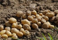 Kā novākt bagātīgu kartupeļu ražu bez augsekas: 3 triki, par kuriem zina tikai daži cilvēki