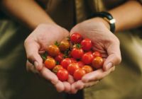 Lai iegūtu karaliski bagātu tomātu ražu, viens no svarīgākajiem faktoriem: kad sēt sēklas stādiem. Kā to izskaitļot?