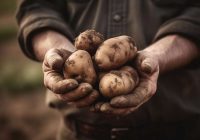 Kad stādīt kartupeļus 2024. gadā: atcerieties šos noteikumus