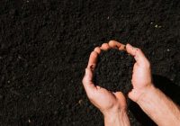 Ko darīt, lai padarītu augsni auglīgu: viens vienkāršs produkts augsni padarīs par melnzemi