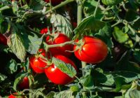 Ko likt dobē, stādot tomātus: 3 sastāvdaļas, kas ir katrā mājsaimniecībā