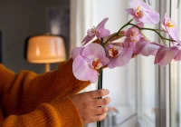 Nokaltusi orhideja pārvērtīsies krāšņā ziedā: 2 nevainojami risinājumi