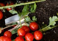 Nedariet tā: trīs galvenās kļūdas tomātu stādīšanā