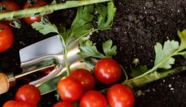 Nedariet tā: trīs galvenās kļūdas tomātu stādīšanā