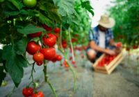 Kā pareizi apstrādāt tomātus ar kefīru: metode, kas jāzina katram dārzniekam