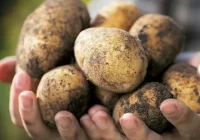 Ar ko barot kartupeļus, lai iegūtu lielu ražu: 3 mēslojuma veidi, ko lietot pirms ziedēšanas