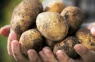 Ar ko barot kartupeļus, lai iegūtu lielu ražu: 3 mēslojuma veidi, ko lietot pirms ziedēšanas